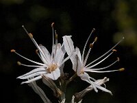 Asphodelus ramosus 16, Saxifraga-Willem van Kruijsbergen