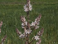 Asphodelus ramosus 19, Saxifraga-Willem van Kruijsbergen