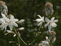 Asphodelus ramosus 20, Saxifraga-Jan van der Straaten