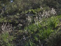 Asphodelus ramosus 21, Saxifraga-Willem van Kruijsbergen