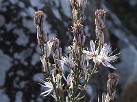 Asphodelus ramosus 23, Saxifraga-Willem van Kruijsbergen