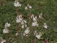 Asphodelus ramosus 27, Saxifraga-Willem van Kruijsbergen