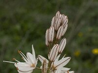 Asphodelus ramosus 28, Saxifraga-Willem van Kruijsbergen