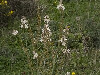 Asphodelus ramosus 29, Saxifraga-Willem van Kruijsbergen