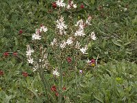 Asphodelus ramosus 30, Saxifraga-Willem van Kruijsbergen