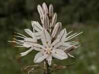 Asphodelus ramosus 31, Saxifraga-Willem van Kruijsbergen