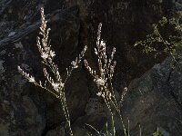 Asphodelus ramosus 35, Saxifraga-Jan van der Straaten