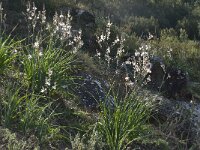 Asphodelus ramosus 36, Saxifraga-Jan van der Straaten