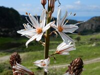 Asphodelus ramosus 37, Saxifraga-Ed Stikvoort