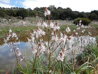 Asphodelus ramosus 38, Saxifraga-Ed Stikvoort