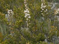 Asphodelus ramosus 4, Saxifraga-Willem van Kruijsbergen