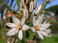 Asphodelus ramosus 43, Saxifraga-Ed Stikvoort
