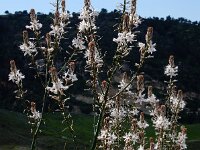 Asphodelus ramosus 44, Saxifraga-Ed Stikvoort
