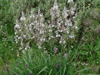 Asphodelus ramosus 45, Saxifraga-Ed Stikvoort