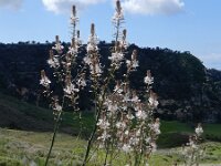 Asphodelus ramosus 46, Saxifraga-Ed Stikvoort