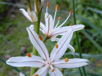 Asphodelus ramosus 48, Saxifraga-Ed Stikvoort