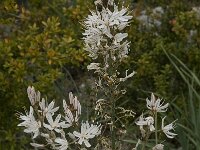 Asphodelus ramosus 5, Saxifraga-Willem van Kruijsbergen