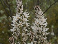 Asphodelus ramosus 6, Saxifraga-Willem van Kruijsbergen