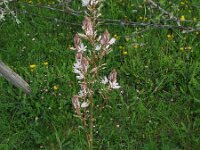 Asphodelus tenuifolius 2, Saxifraga-Rutger Barendse