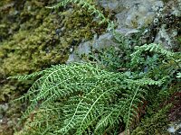 Asplenium fontanum 2, Genaalde streepvaren, Saxifraga-Jan van der Straaten