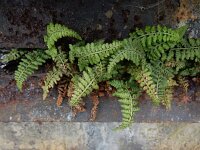 Asplenium foreziense 3, Forez-streepvaren, Saxifraga-Ed Stikvoort