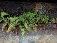 Asplenium foreziense 4, Forez-streepvaren, Saxifraga-Ed Stikvoort