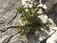 Asplenium lepidum 2, Saxifraga-Jan van der Straaten