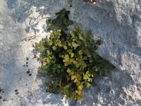 Asplenium lepidum 3, Saxifraga-Jasenka Topic