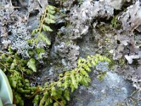 Asplenium obovatum 3, Saxifraga-Rutger Barendse