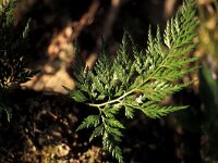 Asplenium onopteris 2, Saxifraga-Jan Jansen