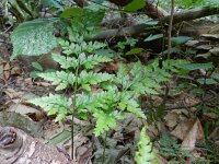 Asplenium onopteris 8, Saxifraga-Rutger Barendse