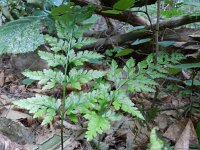Asplenium onopteris 9, Saxifraga-Rutger Barendse