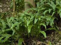 Asplenium scolopendrium 10, Tongvaren, Saxifraga-Willem van Kruijsbergen