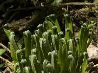 Asplenium scolopendrium 11, Tongvaren, Saxifraga-Willem van Kruijsbergen