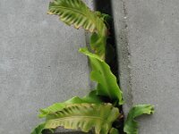 Asplenium scolopendrium 16, Tongvaren, Saxifraga-Rutger Barendse