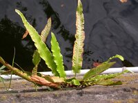 Asplenium scolopendrium 2, Tongvaren, Saxifraga-Peter Meininger