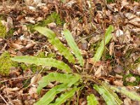 Asplenium scolopendrium 24, Tongvaren, Saxifraga-Rutger Barendse