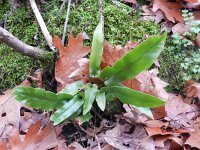 Asplenium scolopendrium 26, Tongvaren, Saxifraga-Rutger Barendse
