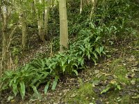 Asplenium scolopendrium 3, Tongvaren, Saxifraga-Willem van Kruijsbergen