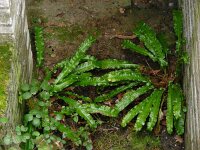 Asplenium scolopendrium 31, Tongvaren, Saxifraga-Ed Stikvoort