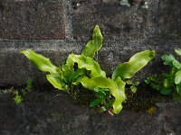 Asplenium scolopendrium 33, Tongvaren, Saxifraga-Ed Stikvoort