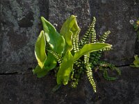 Asplenium scolopendrium 34, Tongvaren, Saxifraga-Ed Stikvoort
