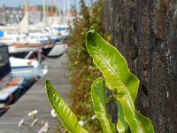 Asplenium scolopendrium 36, Tongvaren, Saxifraga-Ed Stikvoort