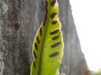 Asplenium scolopendrium 39, Tongvaren, Saxifraga-Ed Stikvoort
