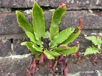 Asplenium scolopendrium 4, Tongvaren, Saxifraga-Peter Meininger