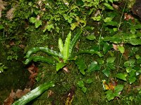 Asplenium scolopendrium 44, Tongvaren, Saxifraga-Hans Grotenhuis