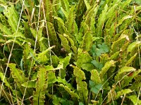 Asplenium scolopendrium 49, Tongvaren, Saxifraga-Hans Grotenhuis