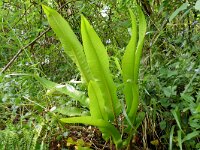 Asplenium scolopendrium 50, Tongvaren, Saxifraga-Hans Grotenhuis