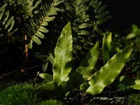 Asplenium scolopendrium 6, Tongvaren, Saxifraga-Hans Dekker