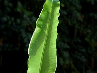 Asplenium scolopendrium 8, Tongvaren, Saxifraga-Jan van der Straaten